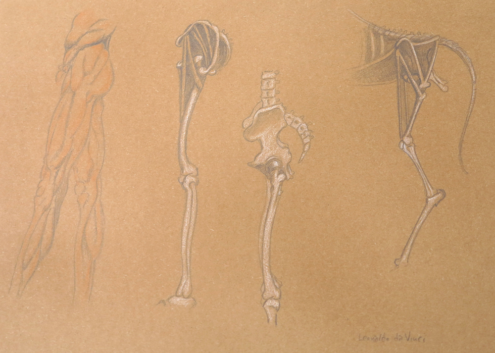 da Vinci - comparative anatomy