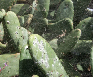 Cochineal on cacti. Wikimedia