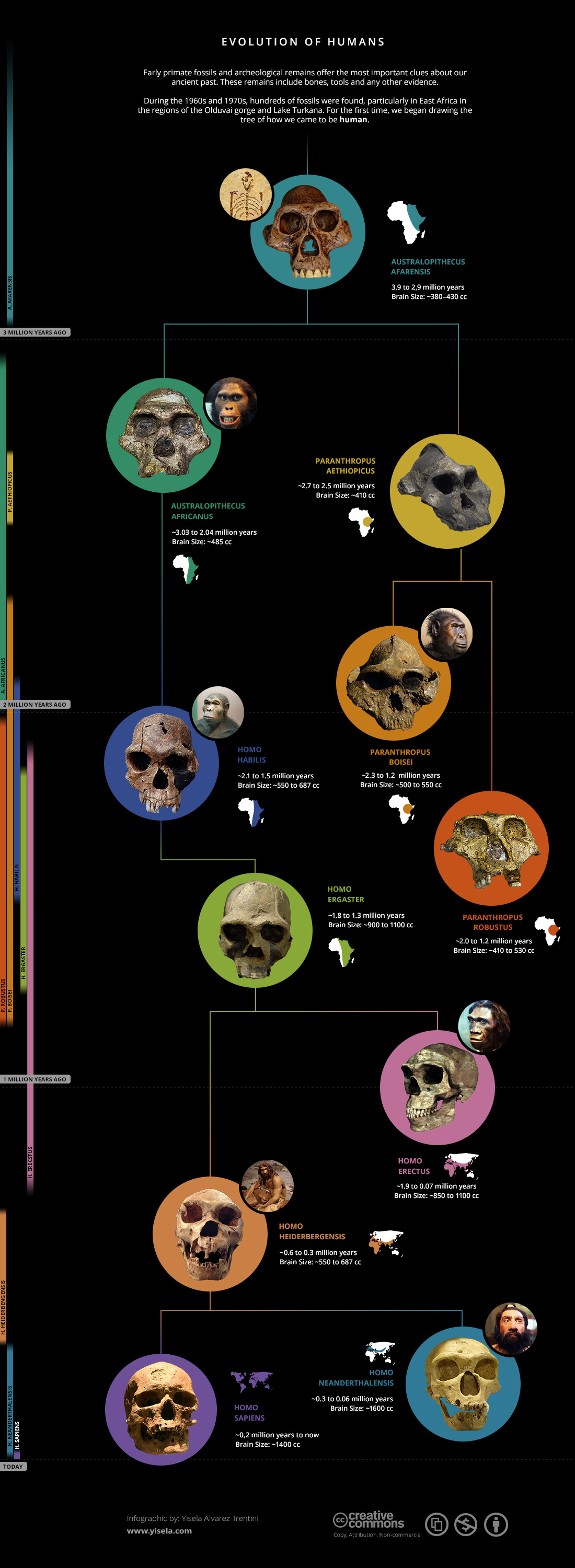 Human evolution infographic
