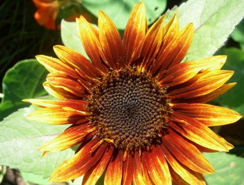 Biotech: will sunflowers become data storage?