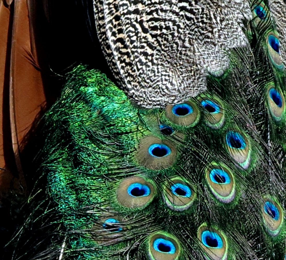 peacock, photo by @benteh